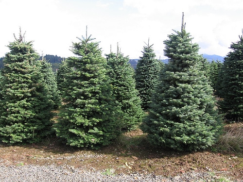 christmas tree photo