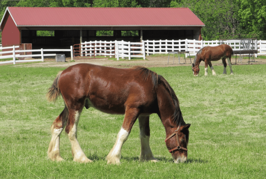 Building a Horse Barn