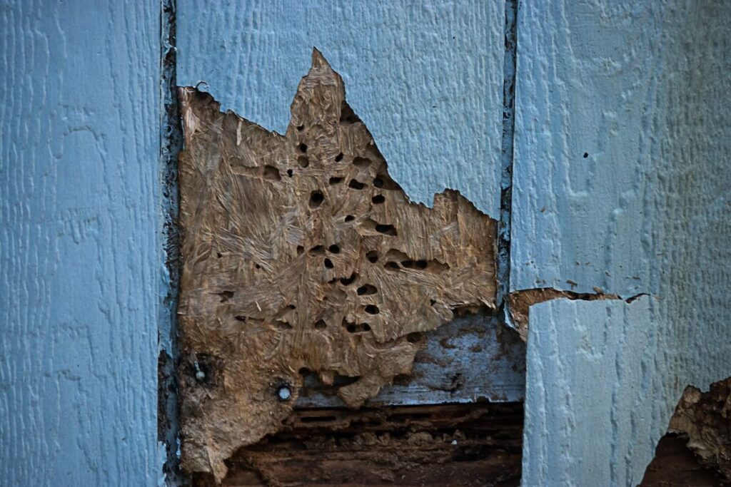 A closeup of wood siding with termite damage, a sign it's time for a siding replacement